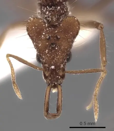 Strumigenys doriae - CASENT0217949