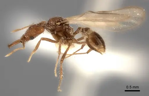 Strumigenys doriae - CASENT0217949