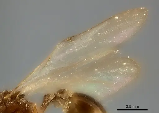 Strumigenys doriae - CASENT0217949