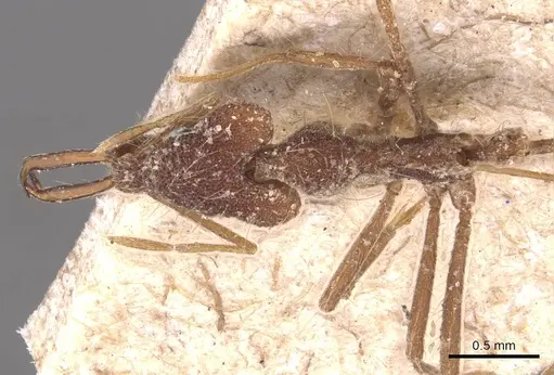 Strumigenys doriae - CASENT0905784