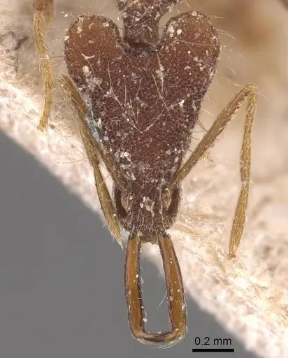 Strumigenys doriae - CASENT0905784