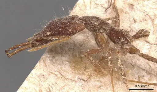 Strumigenys doriae - CASENT0905784