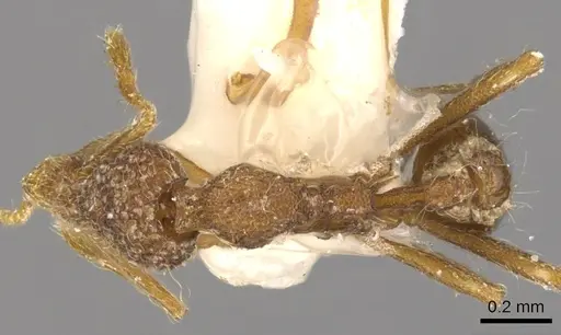 Strumigenys doryceps specimen