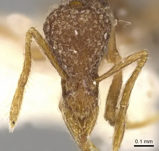 Strumigenys doryceps specimen