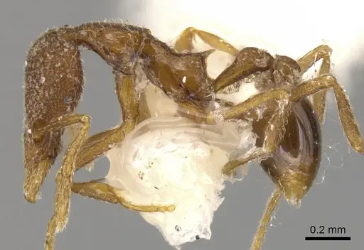 Strumigenys doryceps specimen