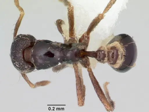 Strumigenys dotaja specimen