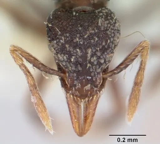 Strumigenys dotaja specimen