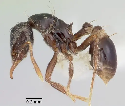 Strumigenys dotaja specimen