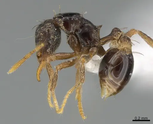 Strumigenys dotaja - CASENT0418138