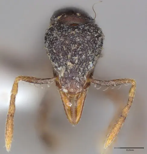 Strumigenys dotaja - CASENT0763610