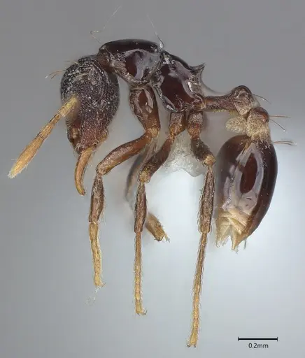 Strumigenys dotaja - CASENT0763610