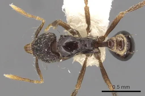 Strumigenys dotaja - CASENT0900065