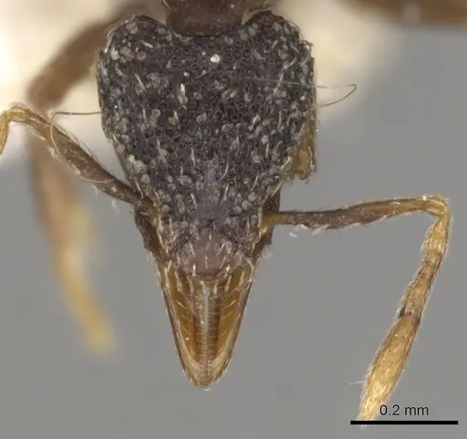 Strumigenys dotaja - CASENT0900065