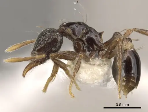 Strumigenys dotaja - CASENT0900065