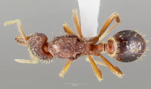 Strumigenys doxa specimen