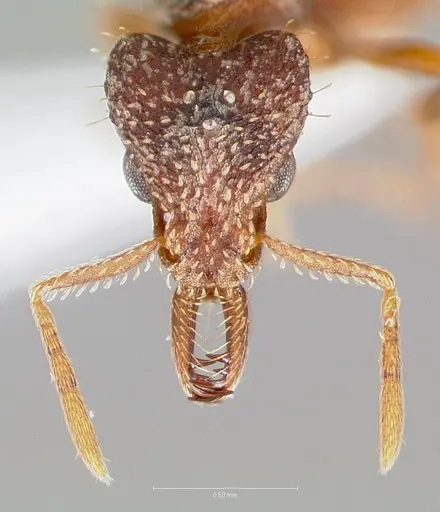 Strumigenys doxa specimen