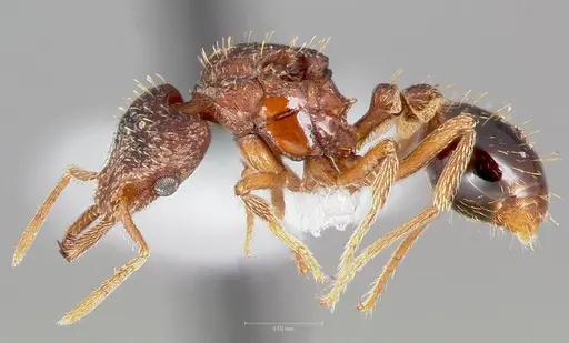 Strumigenys doxa specimen