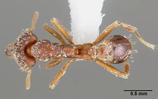 Strumigenys doxa - CASENT0005527