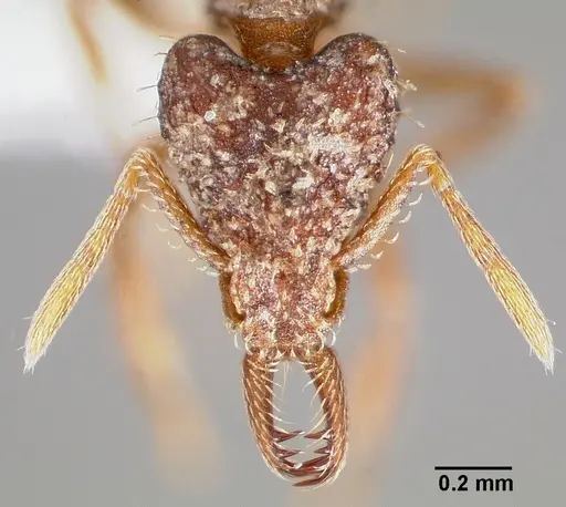 Strumigenys doxa - CASENT0005527