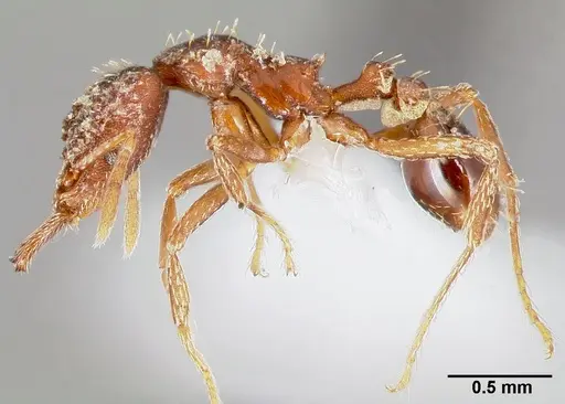 Strumigenys doxa - CASENT0005527