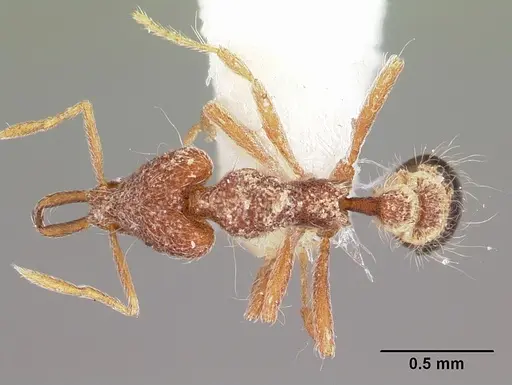 Strumigenys dromica specimen