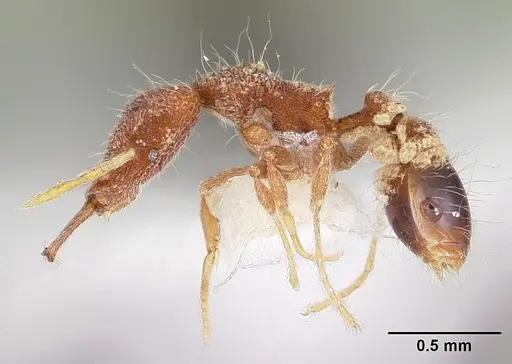 Strumigenys dromica specimen