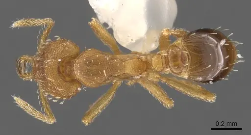 Strumigenys dromoshaula specimen