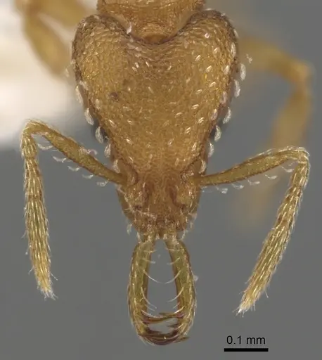 Strumigenys dromoshaula specimen