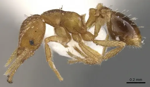 Strumigenys dromoshaula specimen