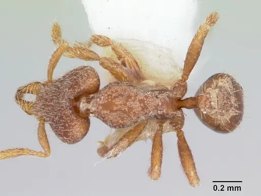 Strumigenys dryas specimen