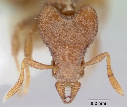 Strumigenys dryas specimen