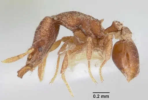 Strumigenys dryas specimen