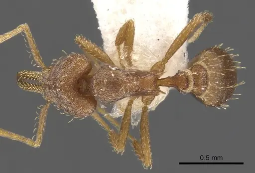 Strumigenys dubitata specimen