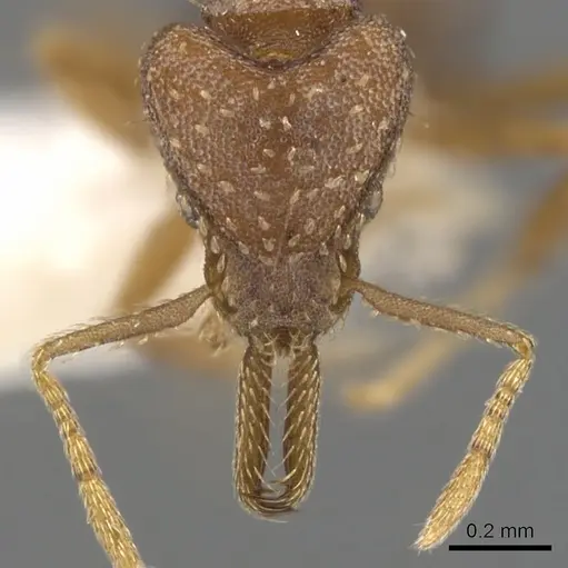 Strumigenys dubitata specimen