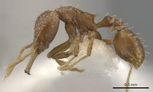 Strumigenys dubitata specimen