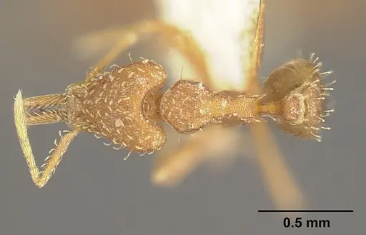 Strumigenys dubitata - INBIOCRI001283963