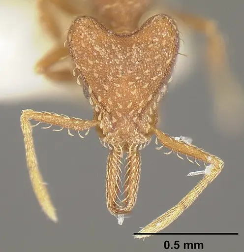 Strumigenys dubitata - INBIOCRI001283963