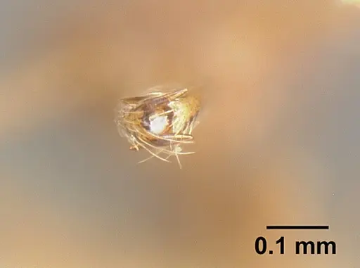 Strumigenys dubitata - INBIOCRI001283963