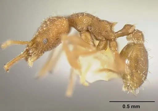 Strumigenys dubitata - INBIOCRI001283963