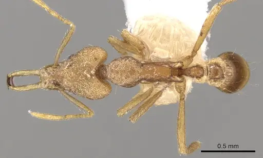 Strumigenys dyak specimen