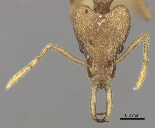 Strumigenys dyak specimen