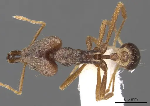 Strumigenys dysanetes specimen