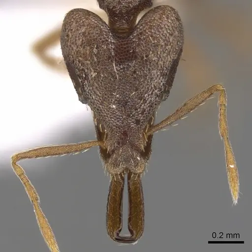 Strumigenys dysanetes specimen