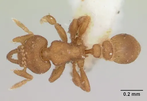 Strumigenys dyschima specimen