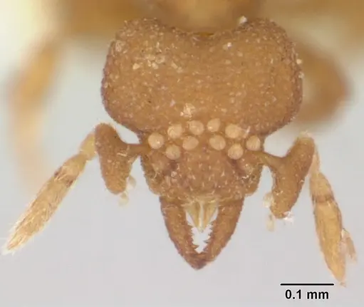 Strumigenys dyschima specimen