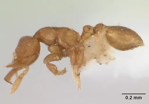 Strumigenys dyschima specimen