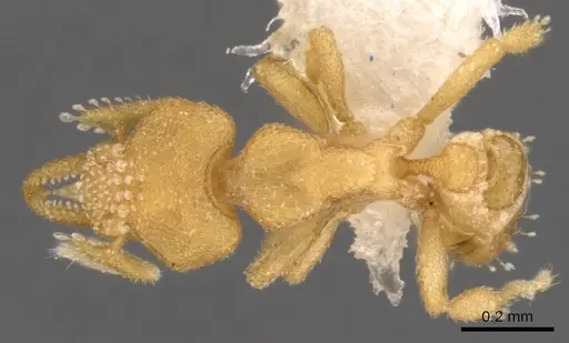 Strumigenys dyschima - CASENT0900138