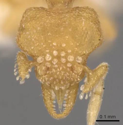 Strumigenys dyschima - CASENT0900138