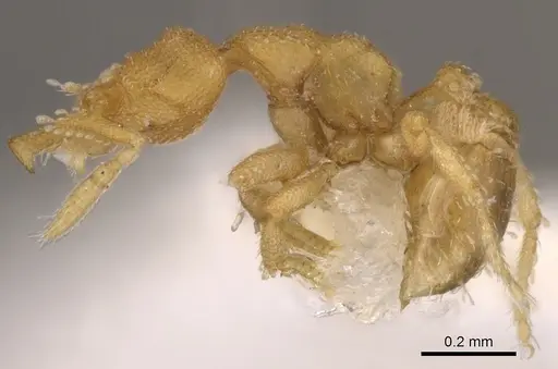 Strumigenys dyschima - CASENT0900138