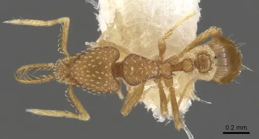 Strumigenys dyseides specimen